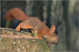 <p>VEVERKA OBECNÁ (Sciurus vulgaris) /Red squirrel - Eichhörnchen/</p>